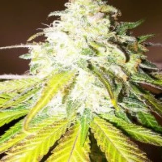 Насіння конопель Auto Sour Diesel Haze Feminised Silver