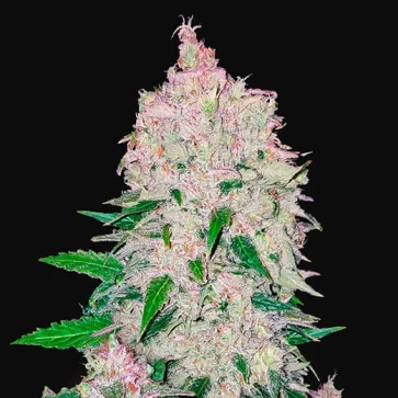 Насіння конопель Auto Stardawg Feminised Silver