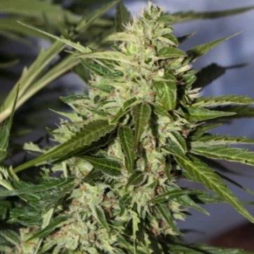 Categories Auto Super Mazar Silver regular