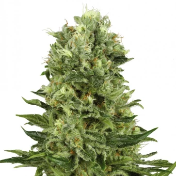 Семена конопли Auto Super Skunk Silver
