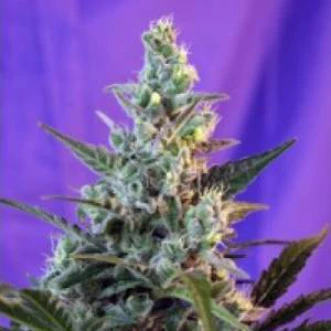 Семена конопли Auto Sugar Skunk Feminised Silver
