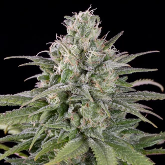 Семена конопли Auto UK Cheese Feminised Silver
