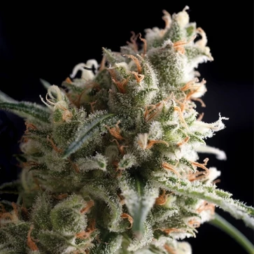 Насіння конопель Auto Ultra Hash Silver