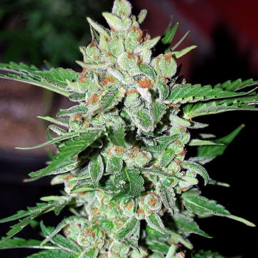 Насіння конопель Auto Vertigo Feminised Silver
