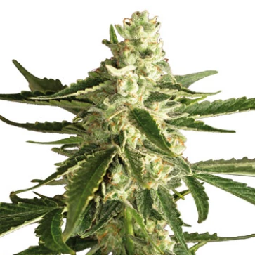 Семена конопли Auto White Diesel Haze Silver