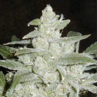 Насіння конопель Auto White Widow Silver