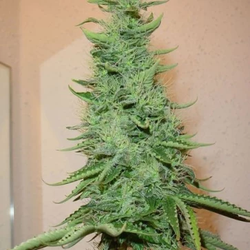 Насіння конопель Big Bud Feminised Silver