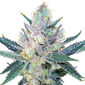 Семена конопли Blue Cheese Silver