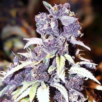 Насіння конопель Blueberry Silver
