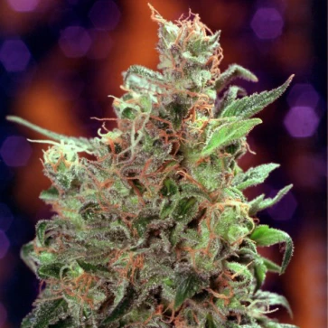 Categories Californian Orange Silver