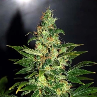 Насіння конопель Chronic Feminised Silver