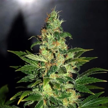 Семена конопли Chronic Feminised Silver