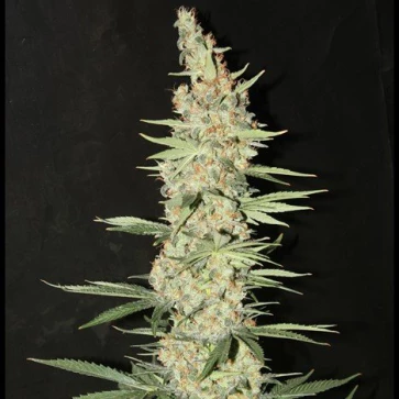 Categories Critical Kali Mist Silver