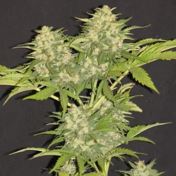 Семена конопли Critical Super Silver Haze Feminised Silver