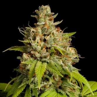 Насіння конопель Durban Poison Feminised Silver