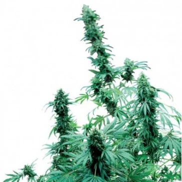 Categories Early Skunk Silver