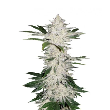 Семена конопли Auto Chemdawg Feminised Silver