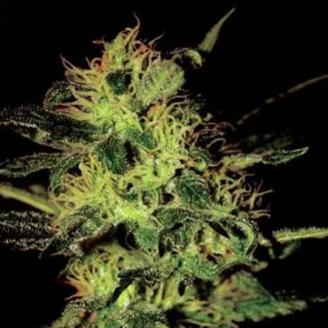Categories Giant Bud Silver