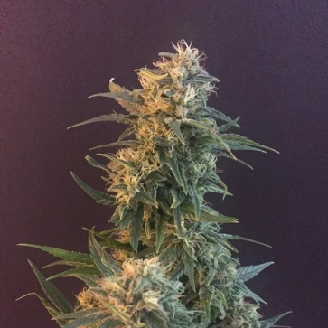 Насіння конопель God Bud Silver