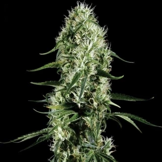 Семена конопли Auto Super Silver Haze XL Feminised Silver