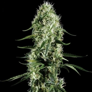 Categories Auto Super Silver Haze XL Feminised Silver