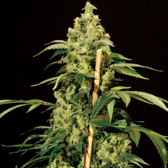 Насіння конопель Jack Herer Silver