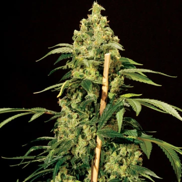 Семена конопли Jack Herer Silver