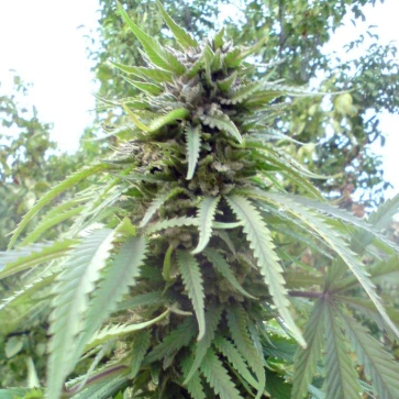 Categories Jamaica Blueberry Silver regular