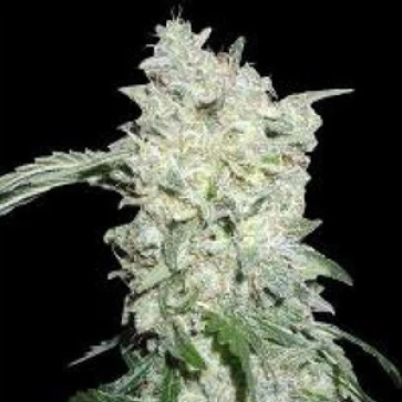 Насіння конопель Kali Mist Feminised Silver