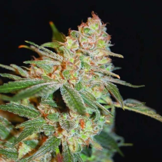 Насіння конопель Laughing Buddha Silver