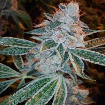 Насіння конопель Lemon OG Kush Feminised Silver