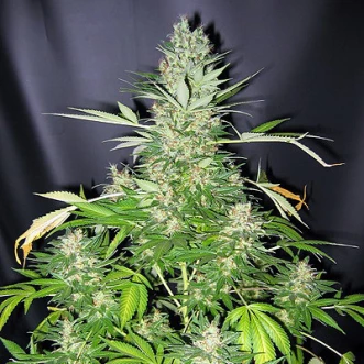 Насіння конопель Master Kush Silver