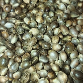 Насіння конопель Mix Feminised Silver
