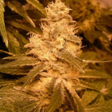 Насіння конопель Mountain Kush Feminised Silver