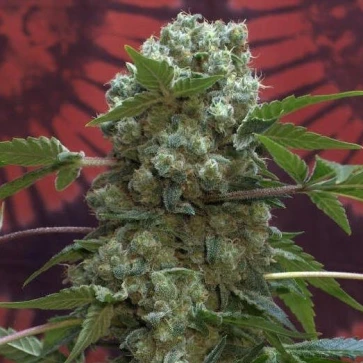 Categories Nibiru x AK-47 Silver