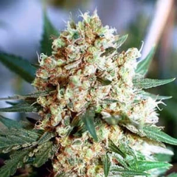 Categories Northern Lights Silver regular