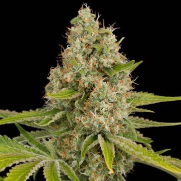 Насіння конопель OG Kush Feminised Silver