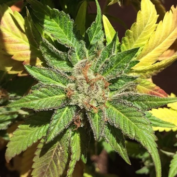 Categories Purest Kush Silver
