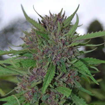 Categories Purple Kush Feminised Silver