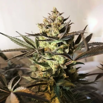 Насіння конопель Royal Highness Feminised Silver