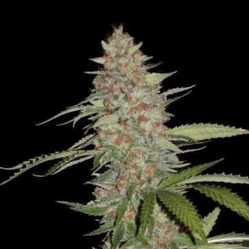 Насіння конопель Auto G14 Silver