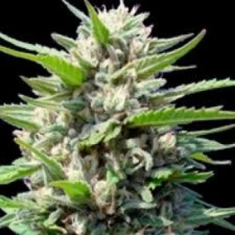 Семена конопли Auto Northern Lights Silver