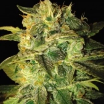 Categories Auto Sweety Mango Silver regular