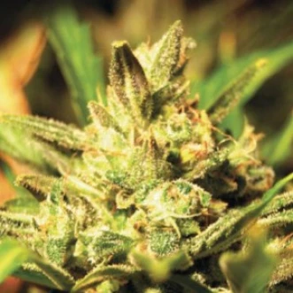 Насіння конопель Auto Super Critical 2.0 Silver