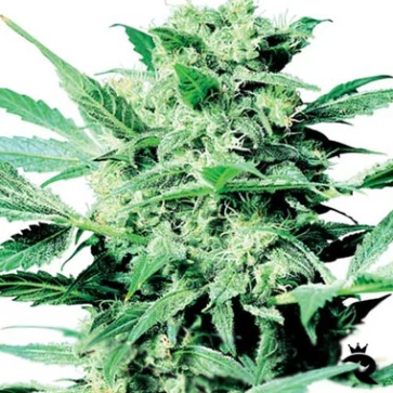 Categories Shiva Skunk Silver