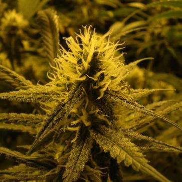 Насіння конопель Super Lemon Skunk Silver