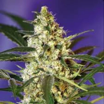 Насіння конопель Master Kush Feminised Silver