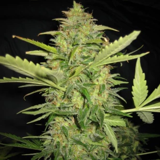 Семена конопли Sensi Skunk x Lowryder Silver