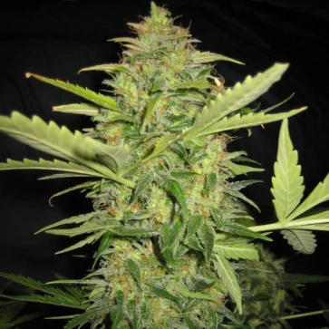 Семена конопли Sensi Skunk x Lowryder Silver