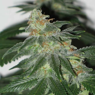 Семена конопли Sensi Skunk x Lowryder2 Silver